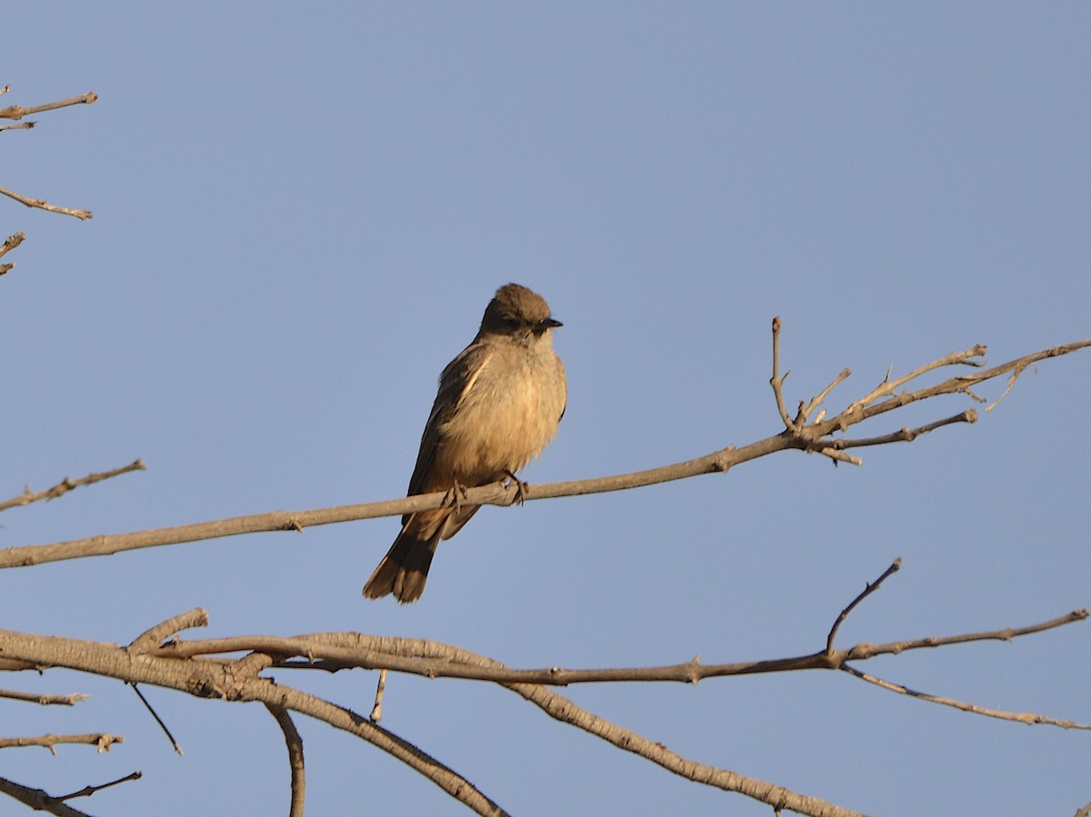 Mosquero Llanero - ML638323256