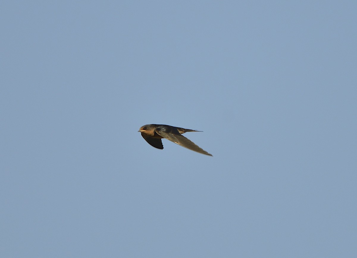 Golondrina Común - ML638323260