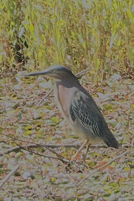 Green Heron - ML638323261