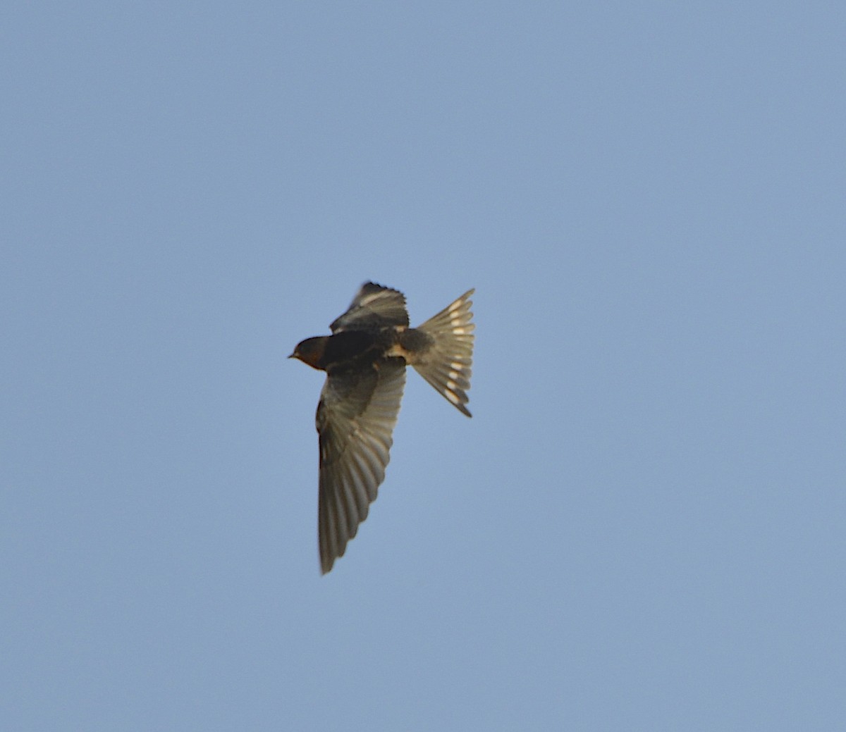Golondrina Común - ML638323264