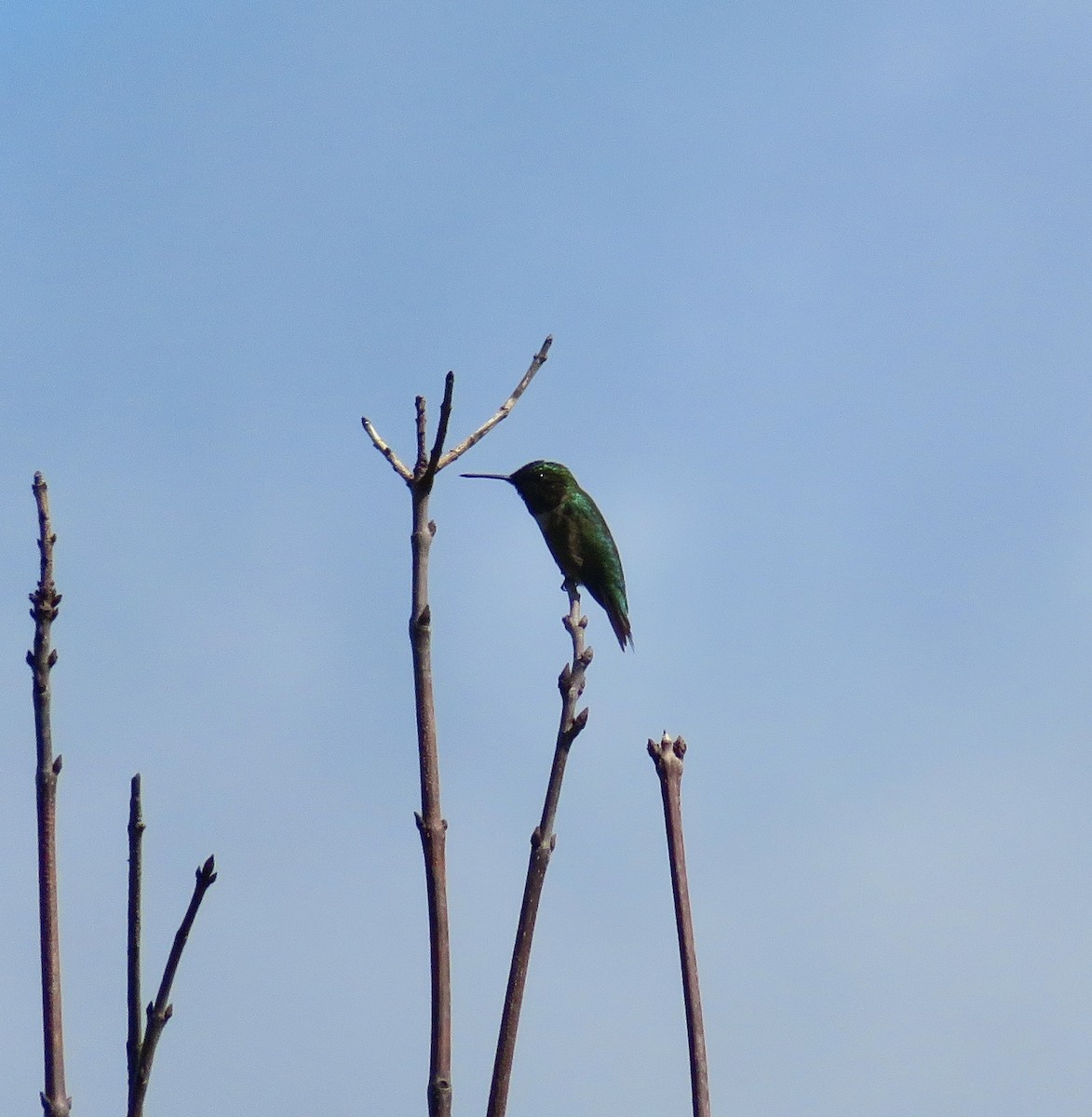 Colibri à gorge rubis - ML638323274