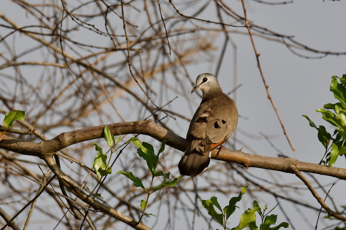 Sahel Kumrusu - ML638323285