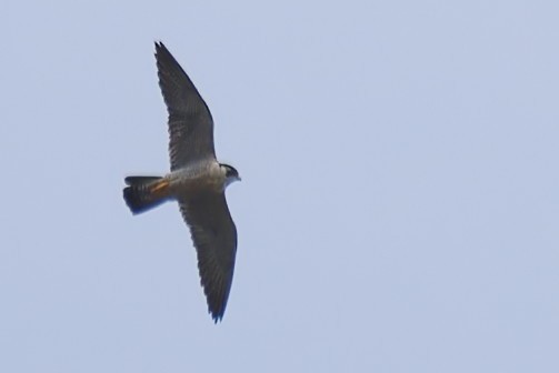 Faucon pèlerin - ML638323290