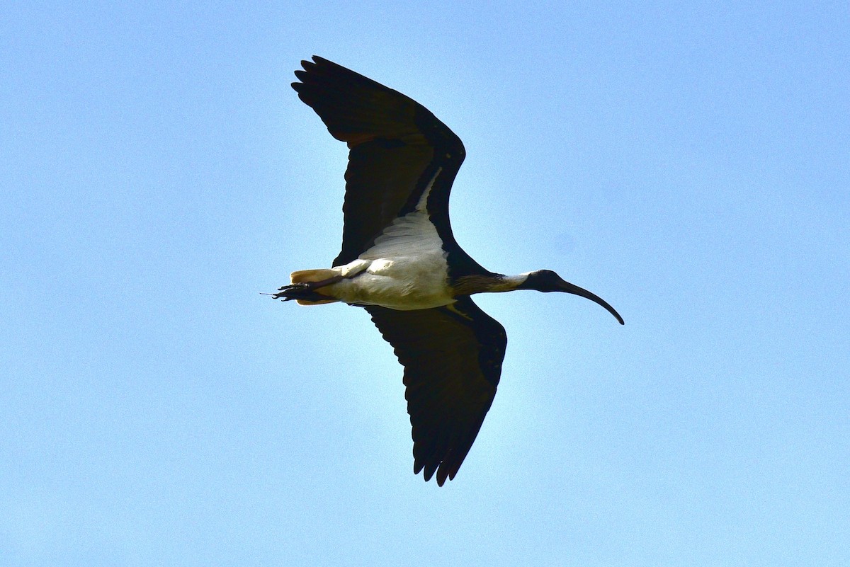 Straw-necked Ibis - ML638323306
