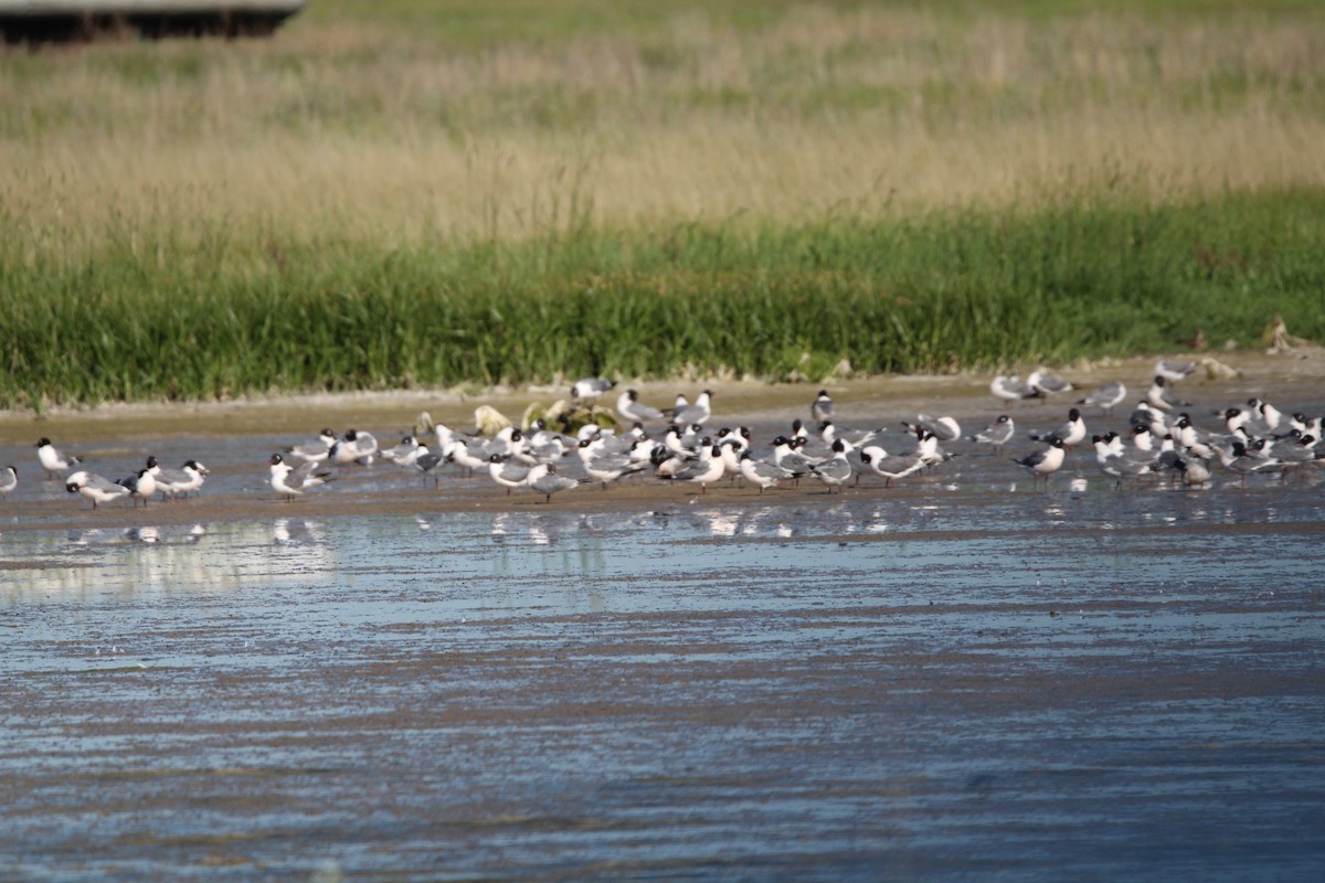 Mouette de Franklin - ML638323309