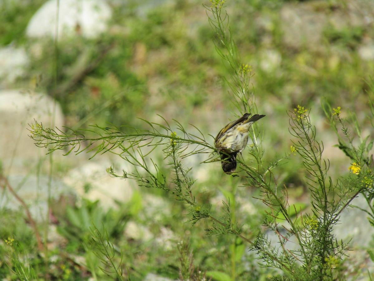 Txirriskila kopetagorria - ML638323311