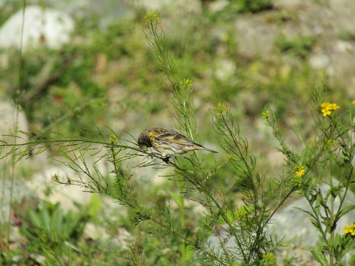 Txirriskila kopetagorria - ML638323315