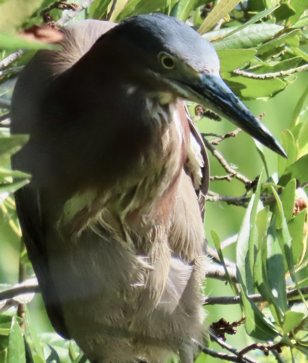 Green Heron - ML638323321