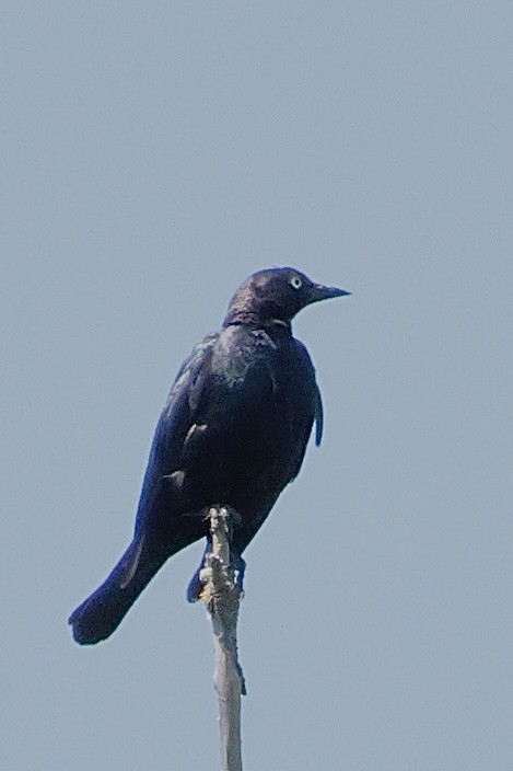 Purpurstärling - ML638323323