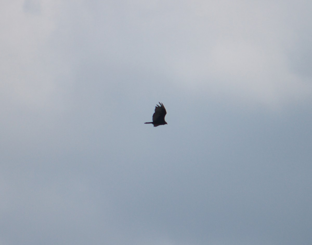 Turkey Vulture - ML638323324