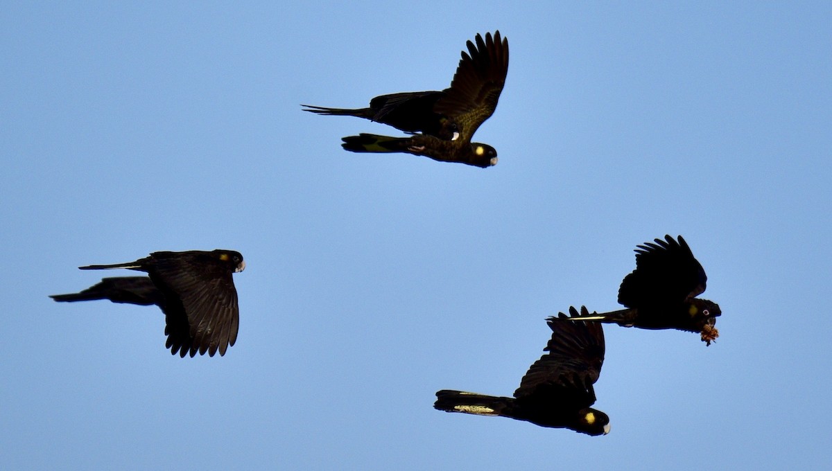 Yellow-tailed Black-Cockatoo - ML638323325