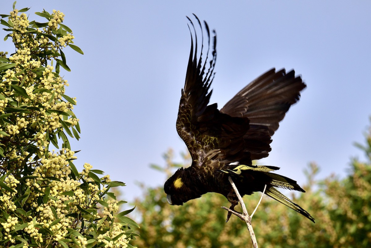Yellow-tailed Black-Cockatoo - ML638323326