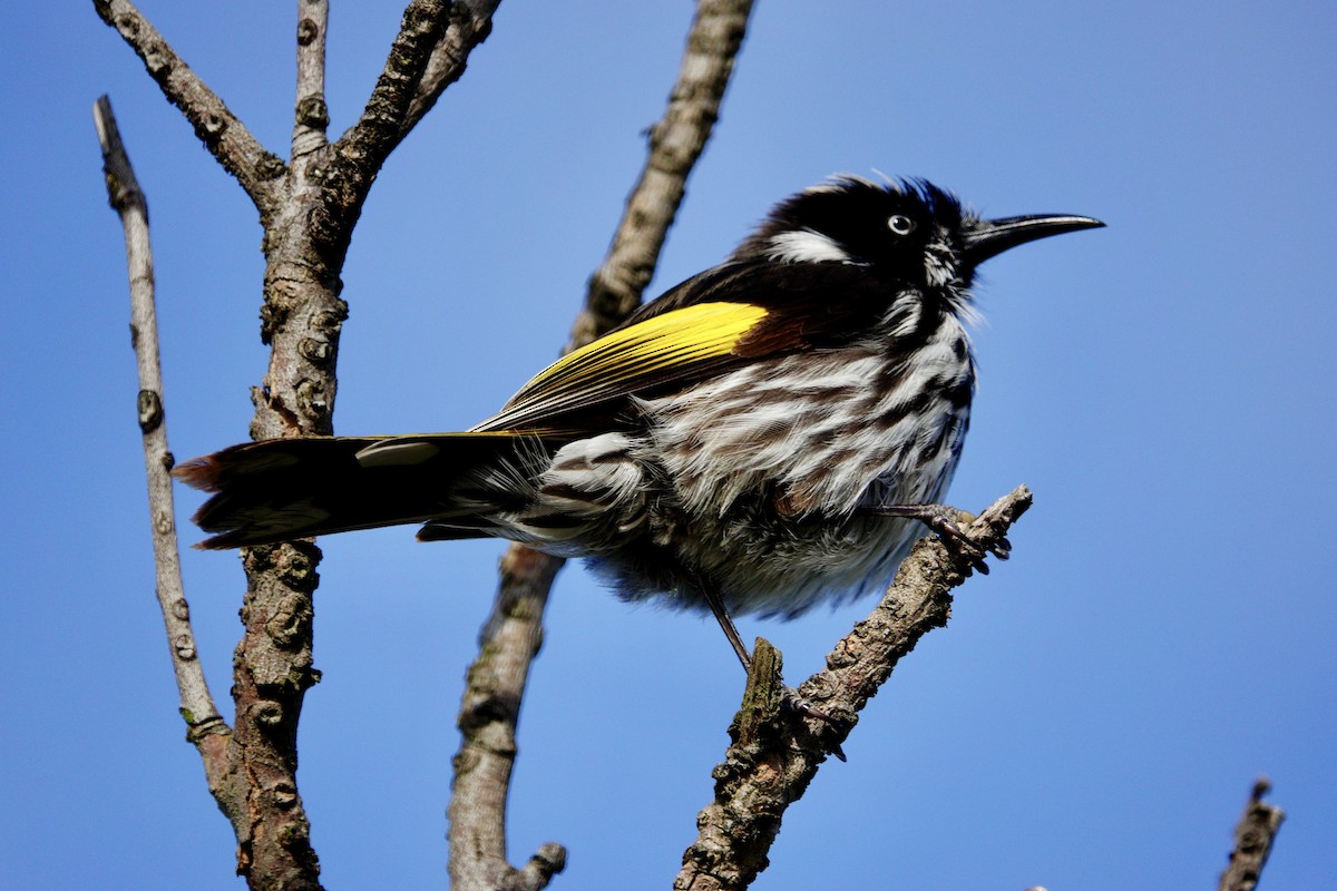 New Holland Honeyeater - ML638323329