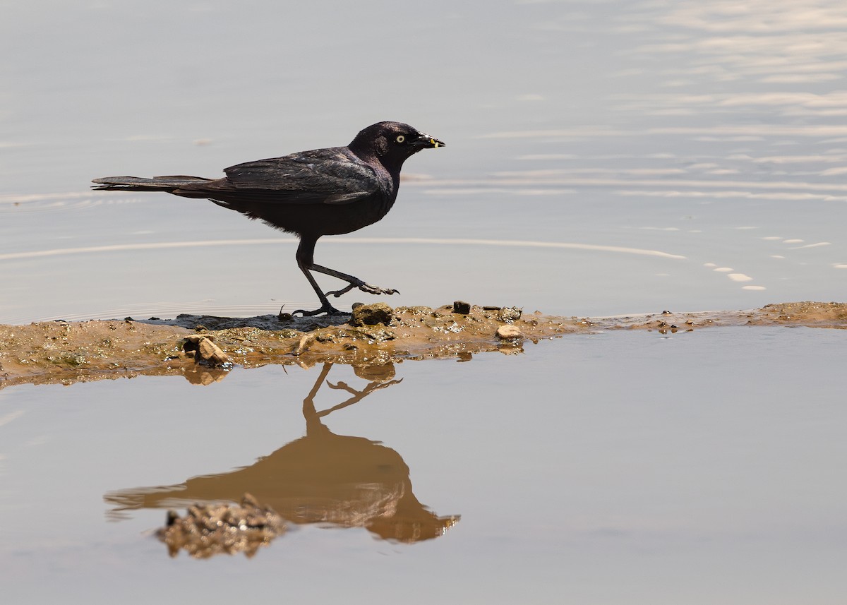Brewer's Blackbird - ML638323330