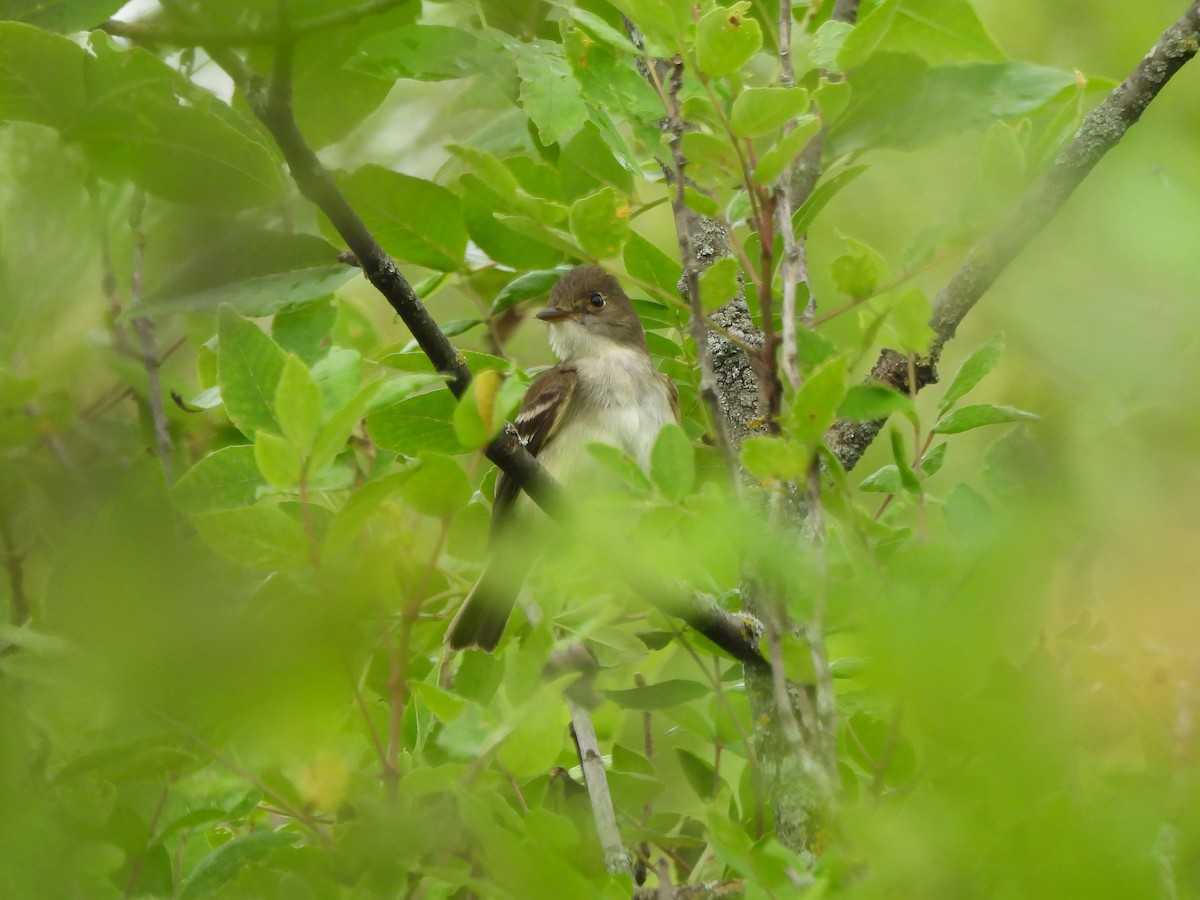 Alder Flycatcher - ML638323341