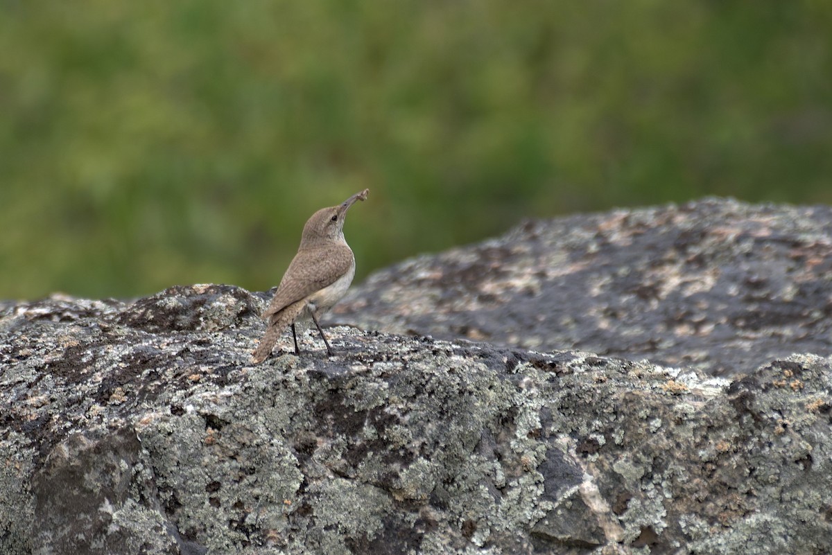 Troglodyte des rochers - ML638323342