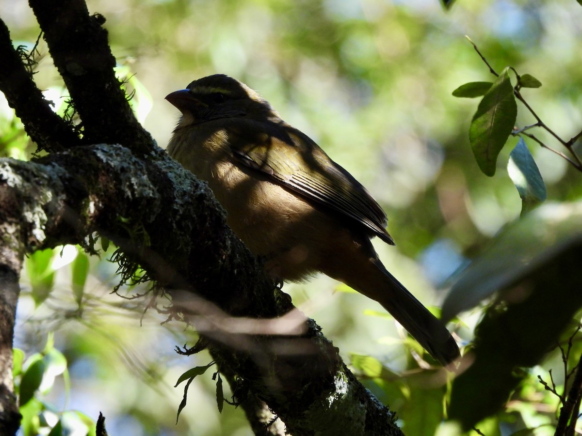 Green-winged Saltator - ML638323346