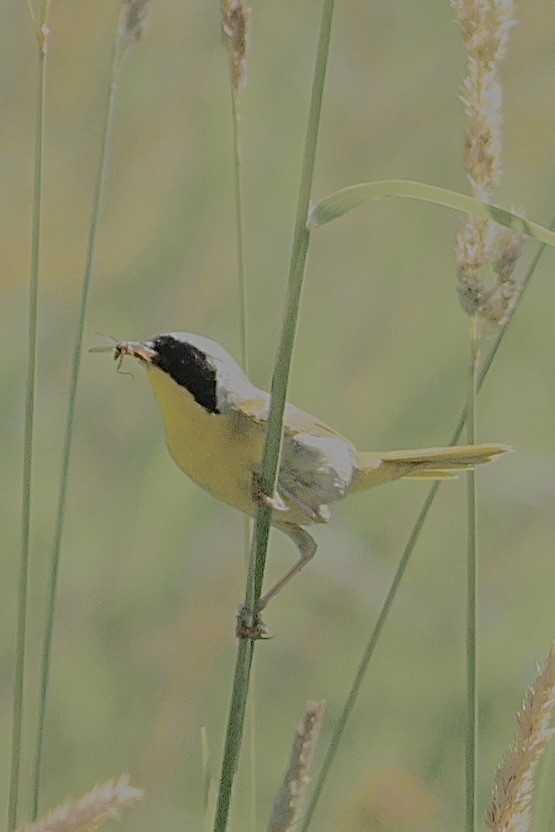 Common Yellowthroat - ML638323347