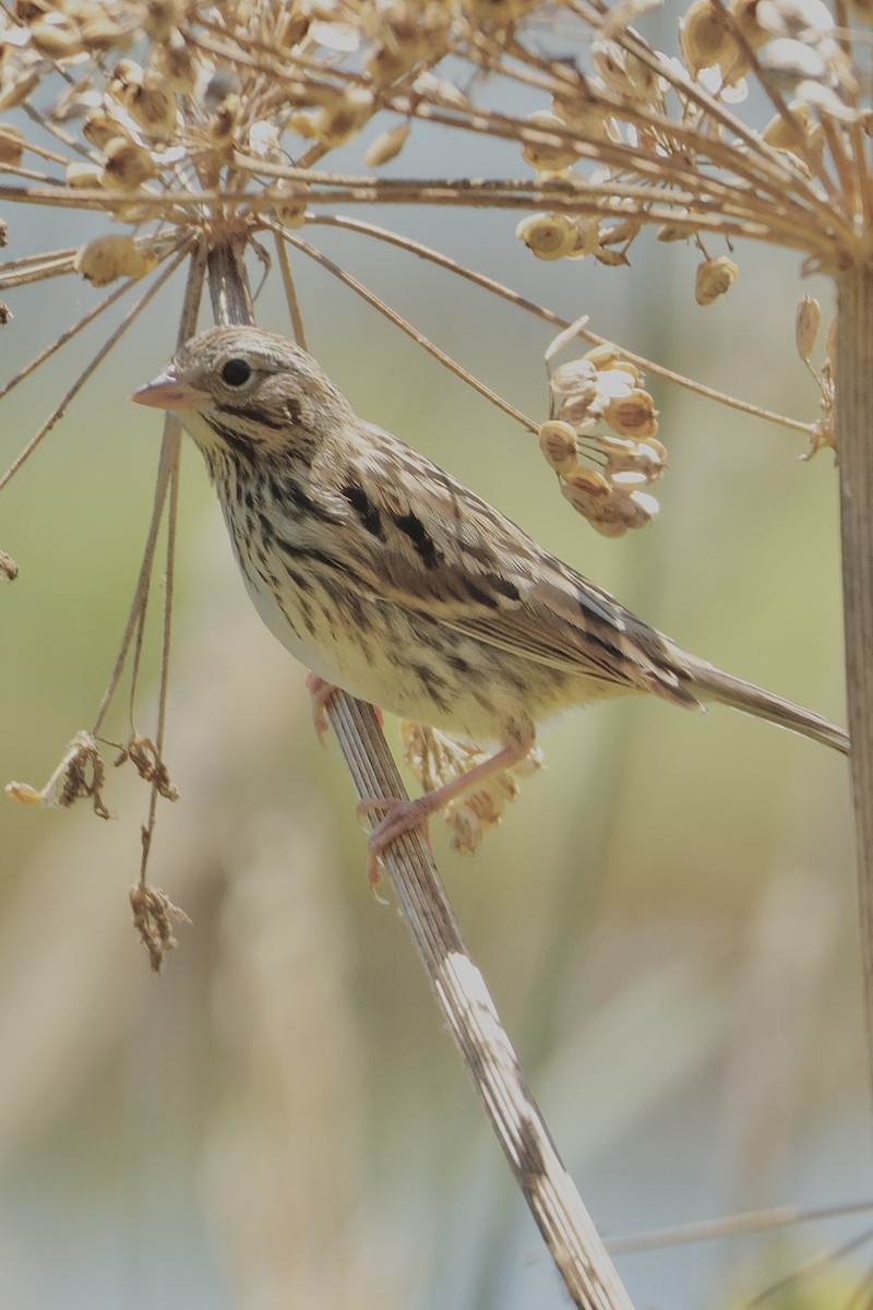 Song Sparrow - ML638323355