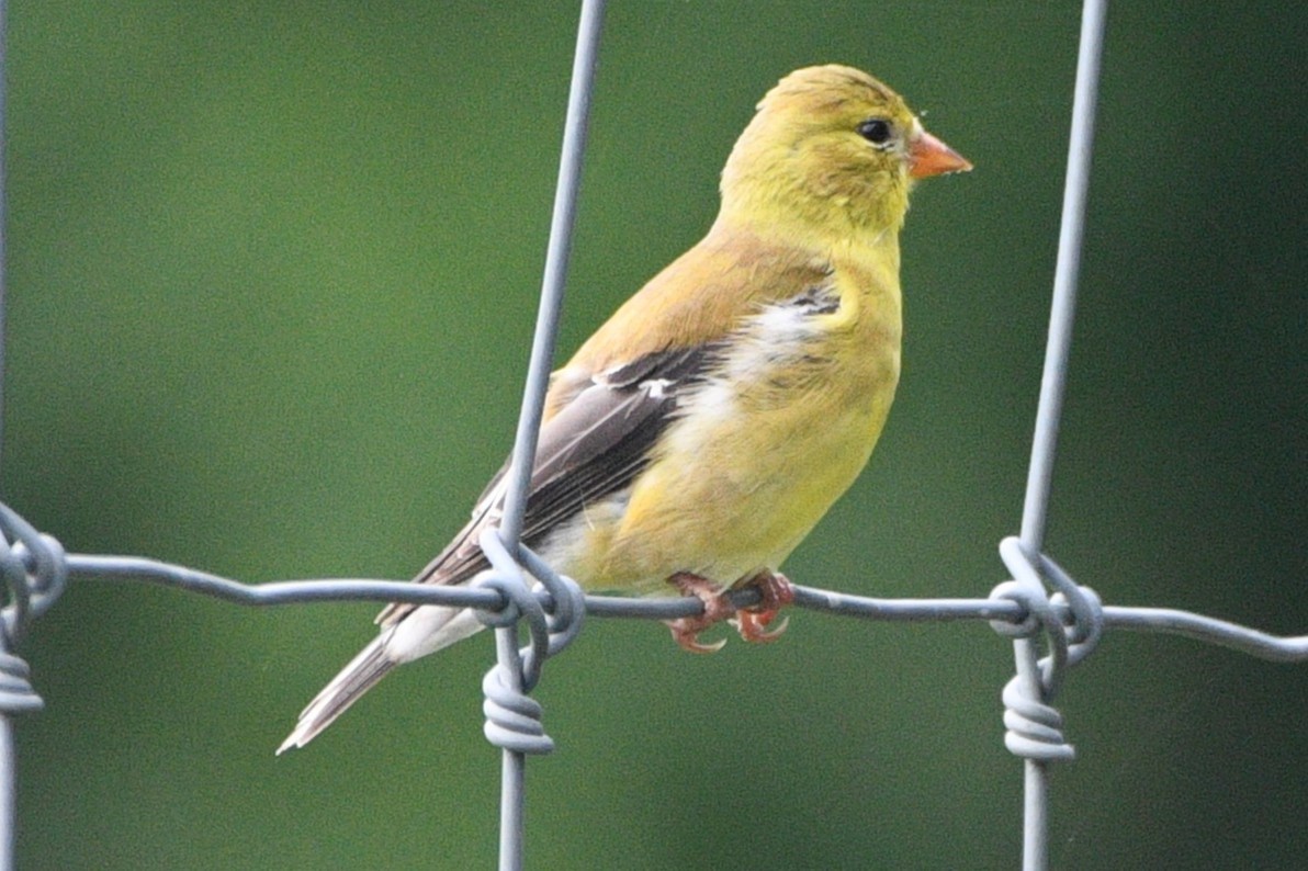 American Goldfinch - ML638323356