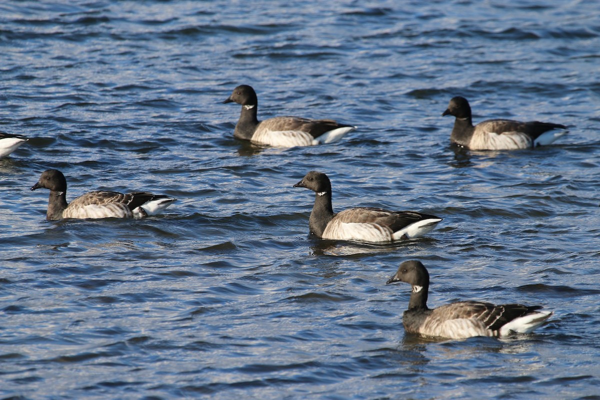 Branta musubeltza - ML638323358