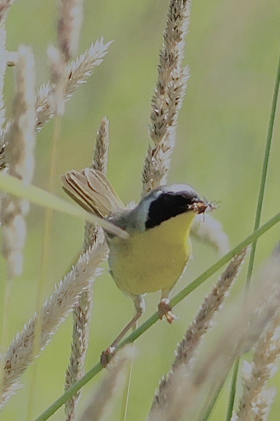 Common Yellowthroat - ML638323362