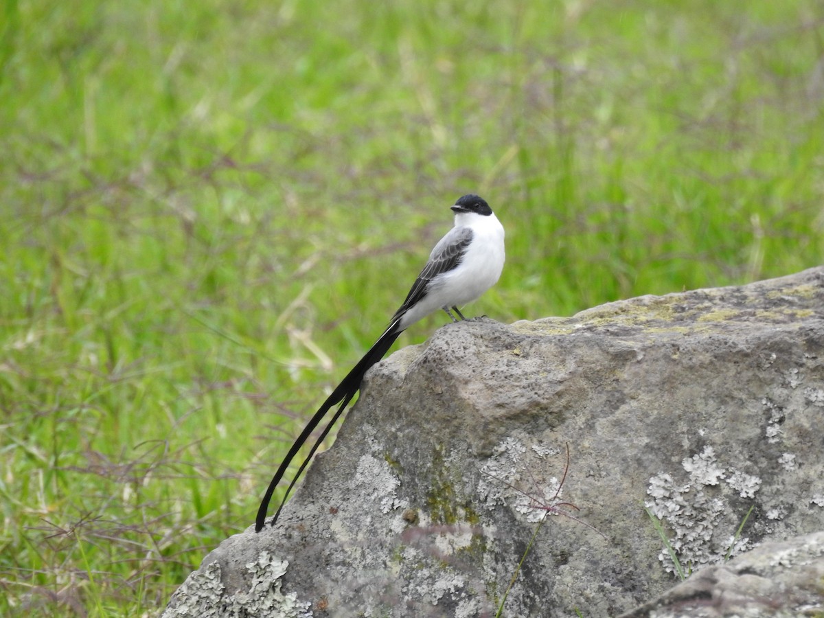 Fork-tailed Flycatcher - ML638323364