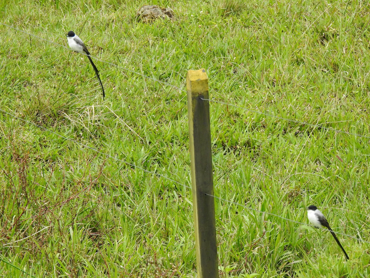 Fork-tailed Flycatcher - ML638323365