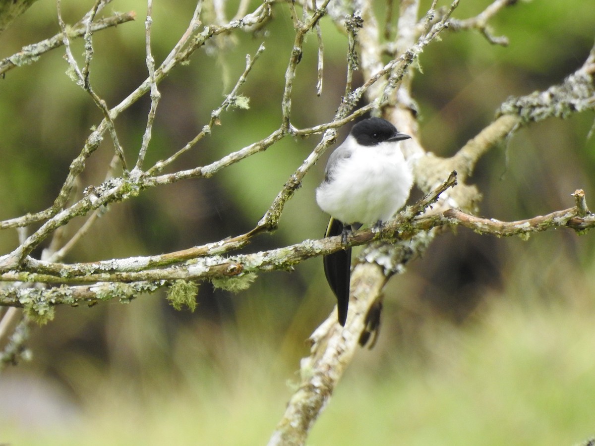 Fork-tailed Flycatcher - ML638323366