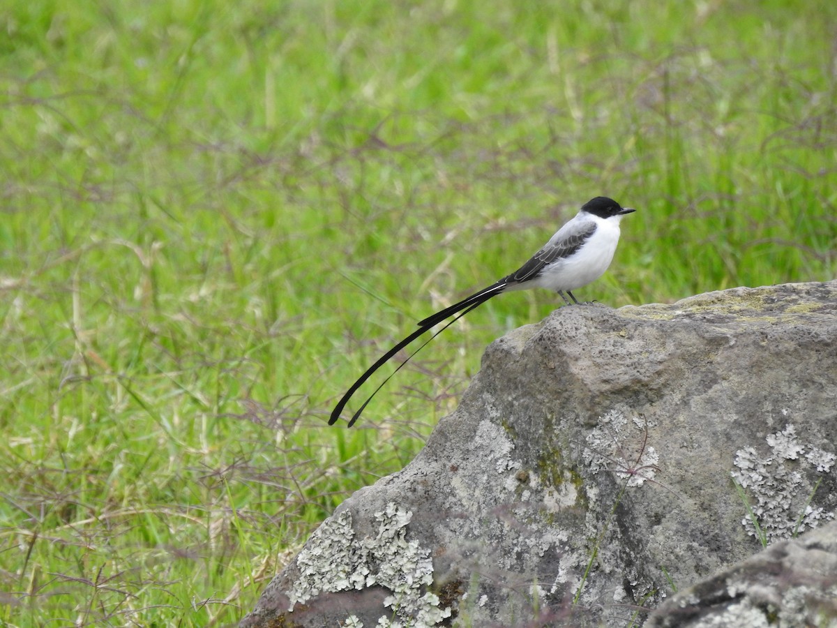 Fork-tailed Flycatcher - ML638323368