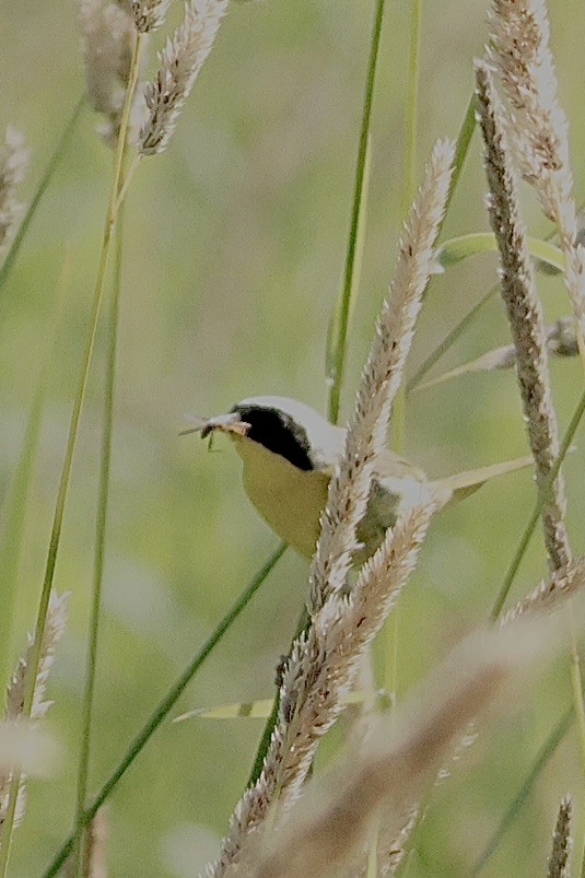 Common Yellowthroat - ML638323370