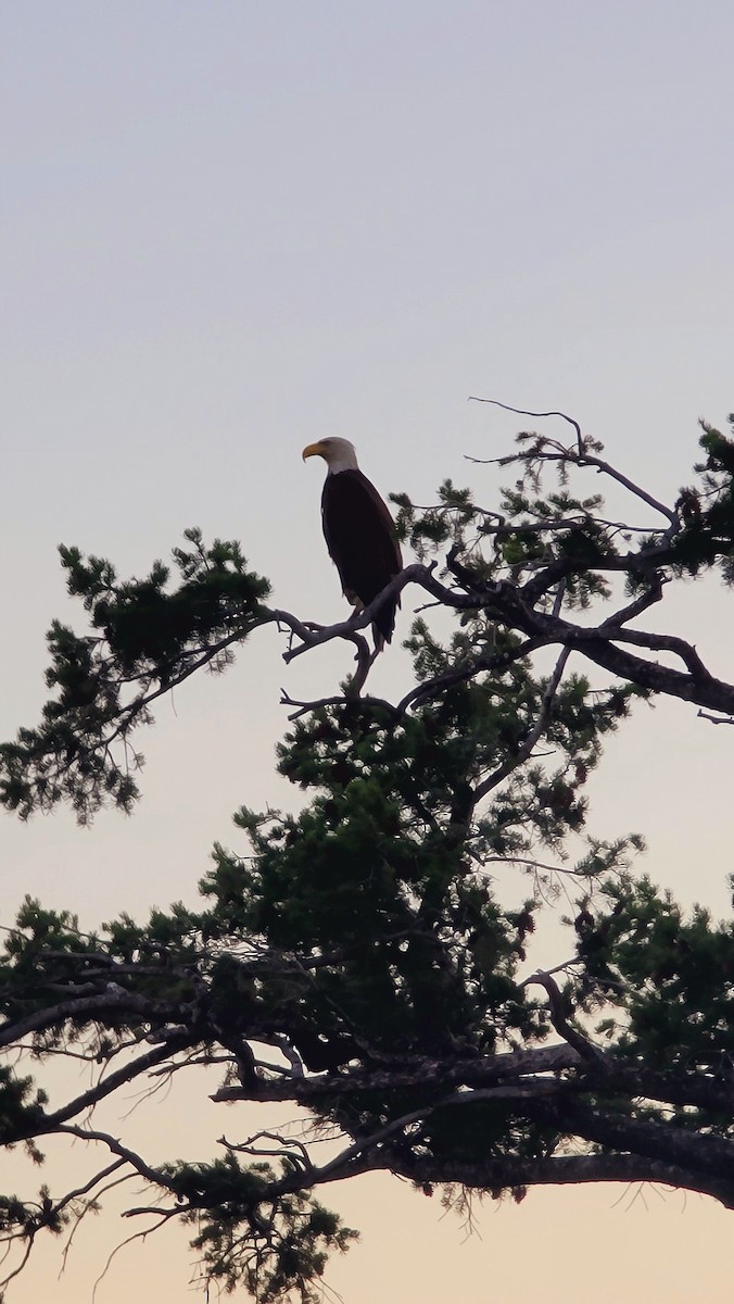 Bald Eagle - ML638323374
