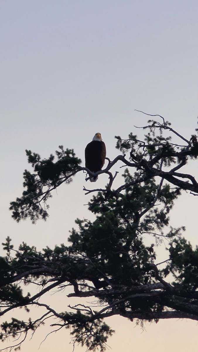Bald Eagle - ML638323376