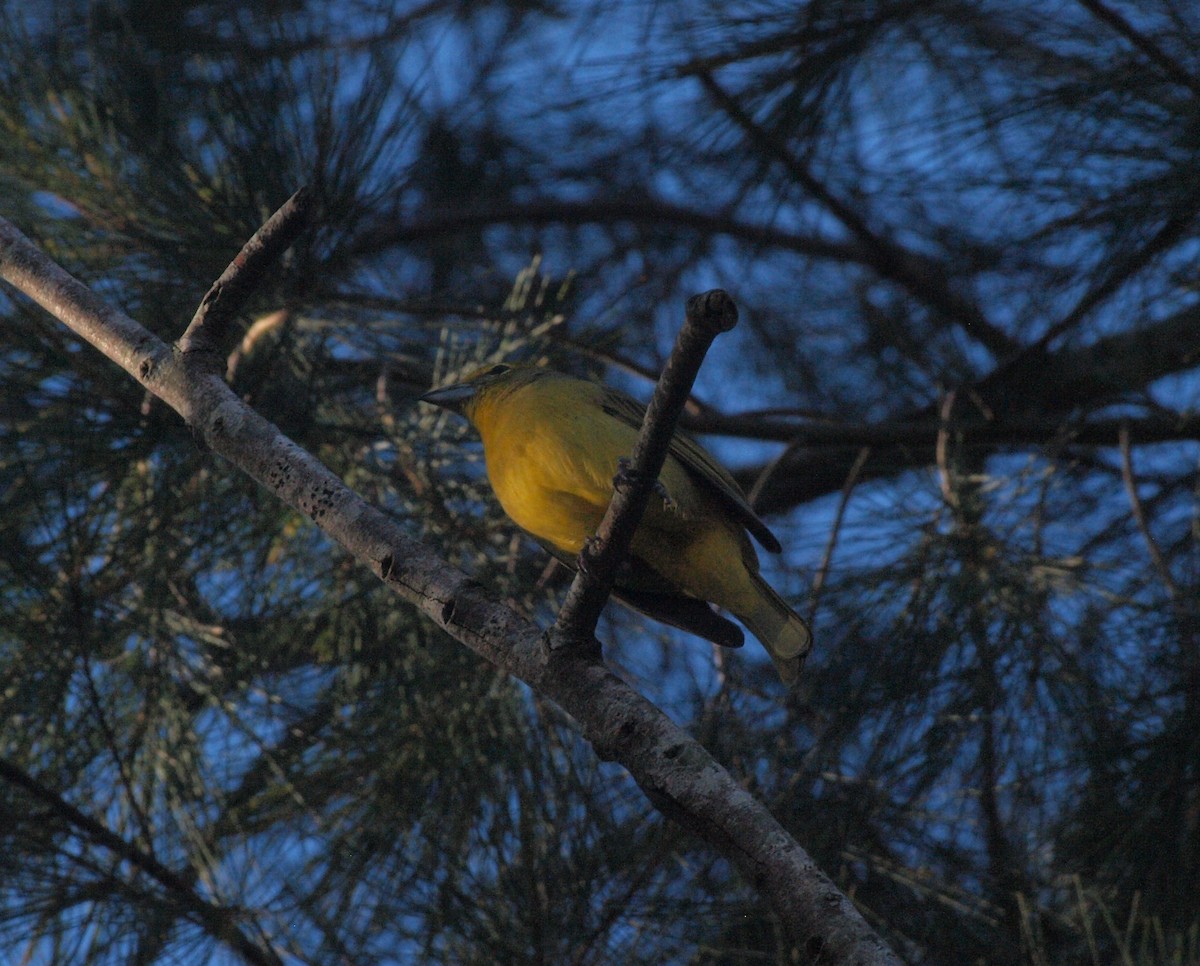 Hepatic Tanager - ML638323379
