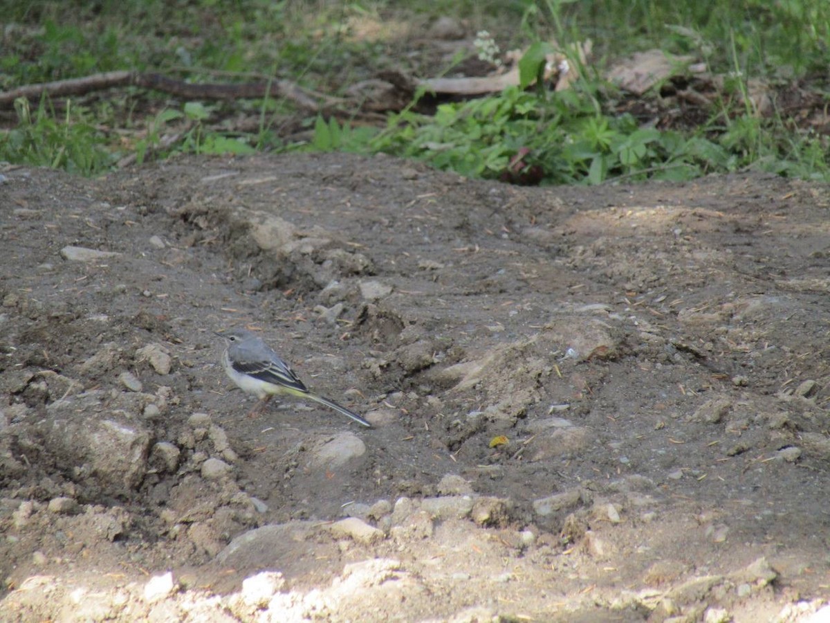 Gray Wagtail - ML638323381