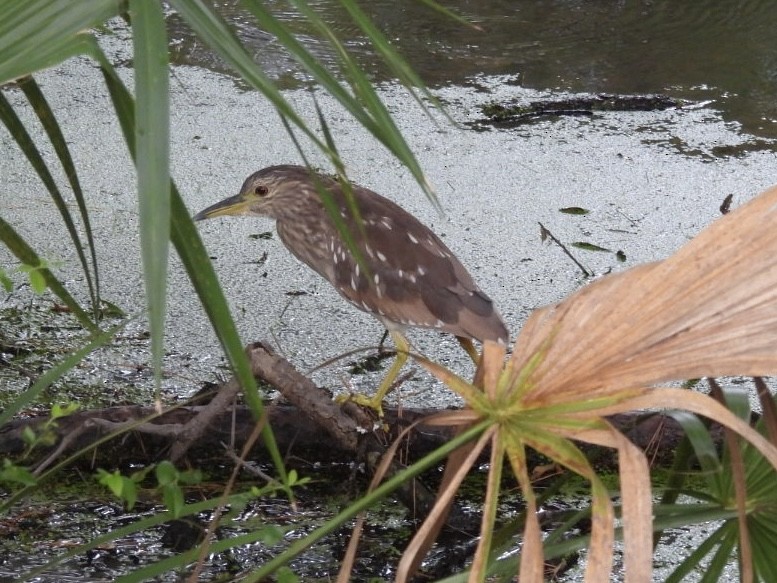 Black-crowned Night Heron - ML638323383