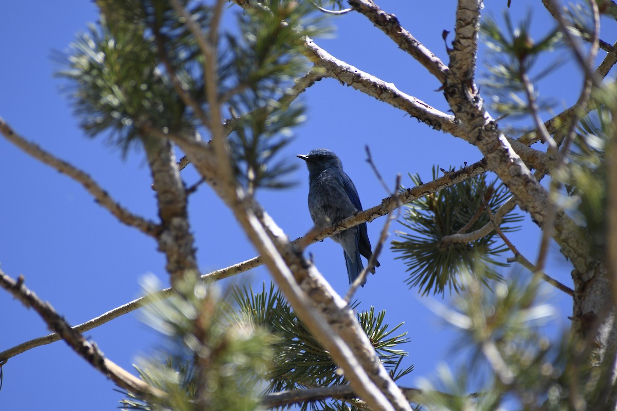 Mountain Bluebird - ML638323384