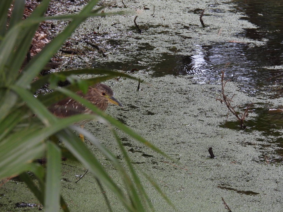 Black-crowned Night Heron - ML638323385
