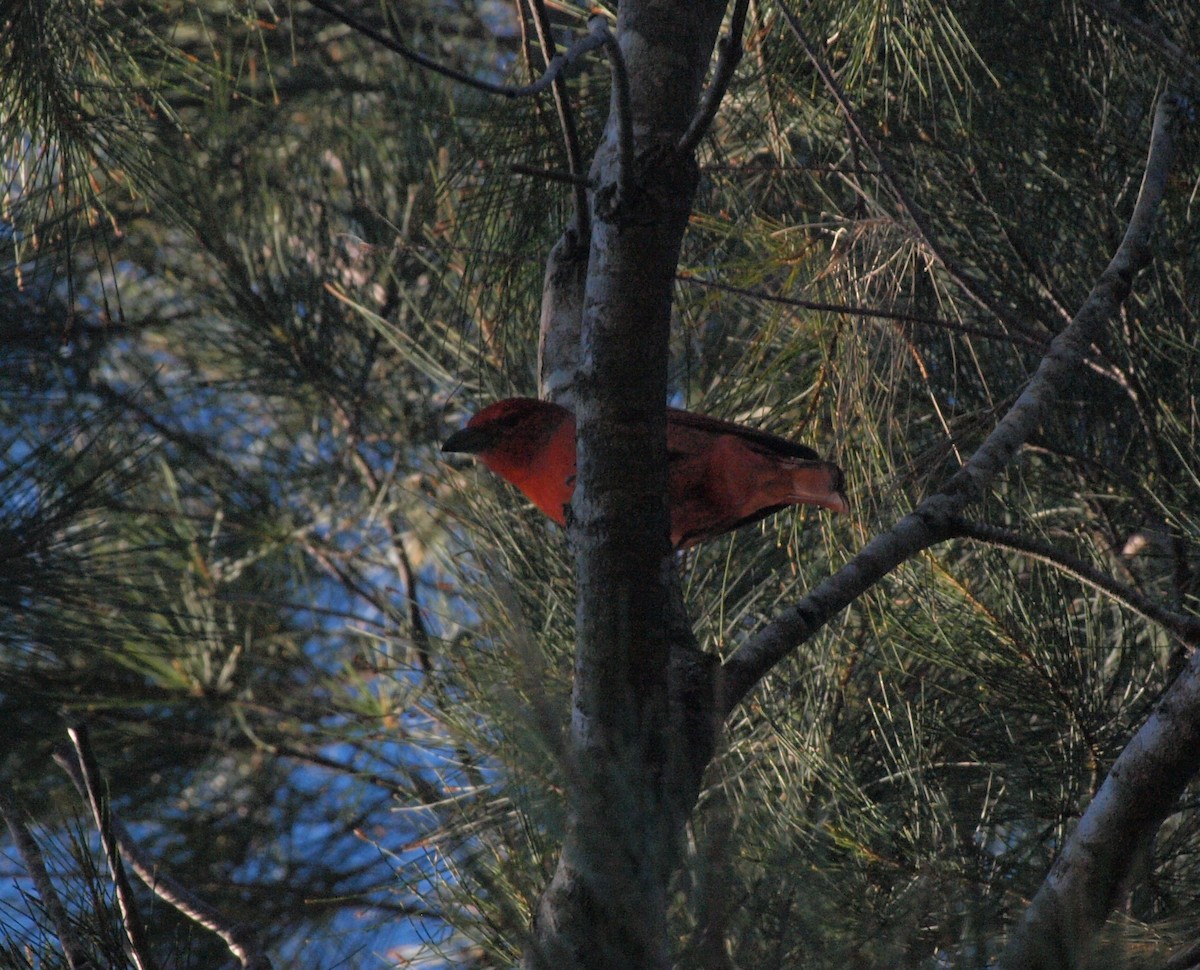 Hepatic Tanager - ML638323387