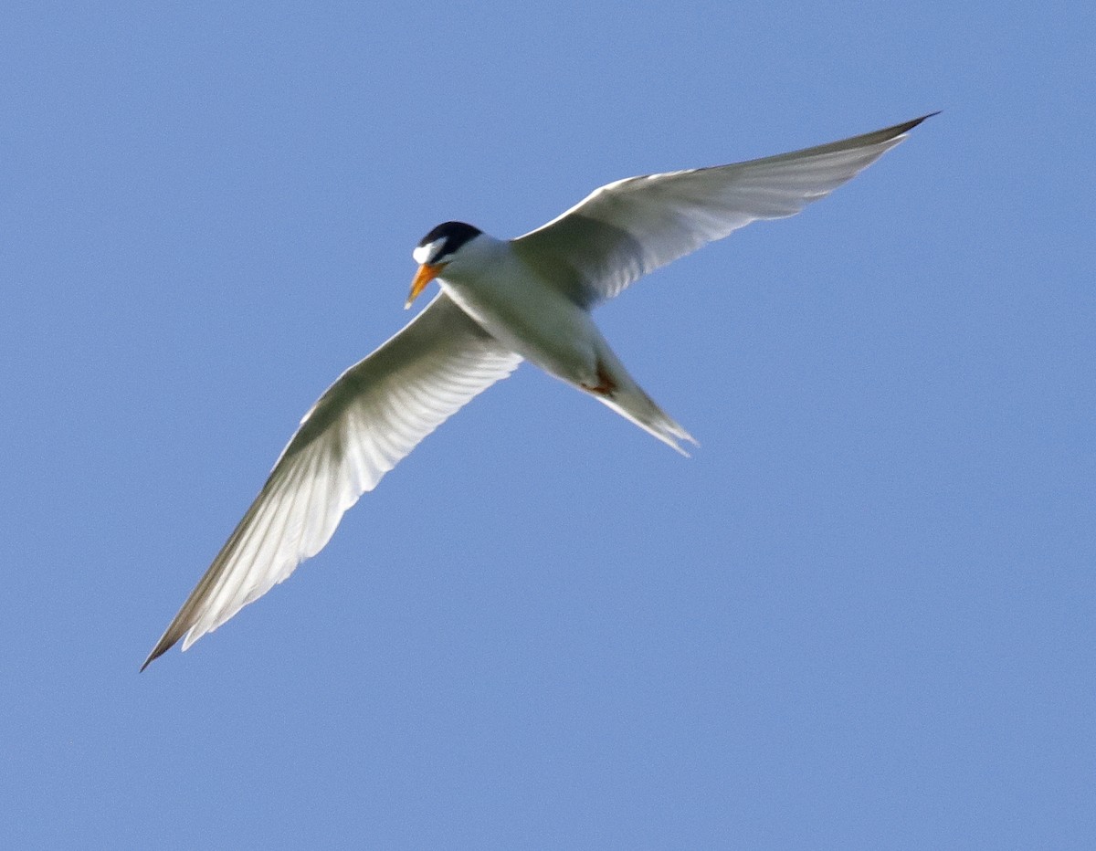 Least Tern - ML638323391