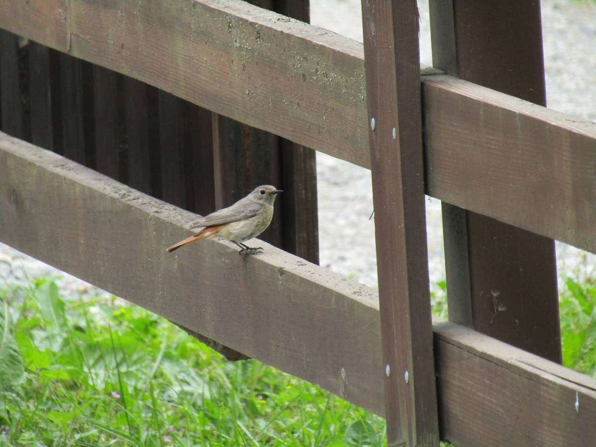 Common Redstart - ML638323392