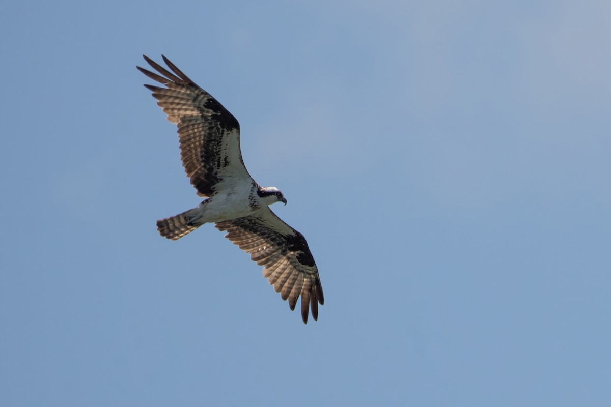 Osprey - ML638323395