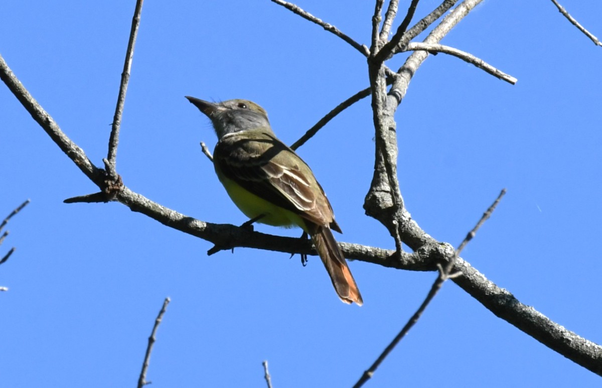 Great Crested Flycatcher - ML638323396