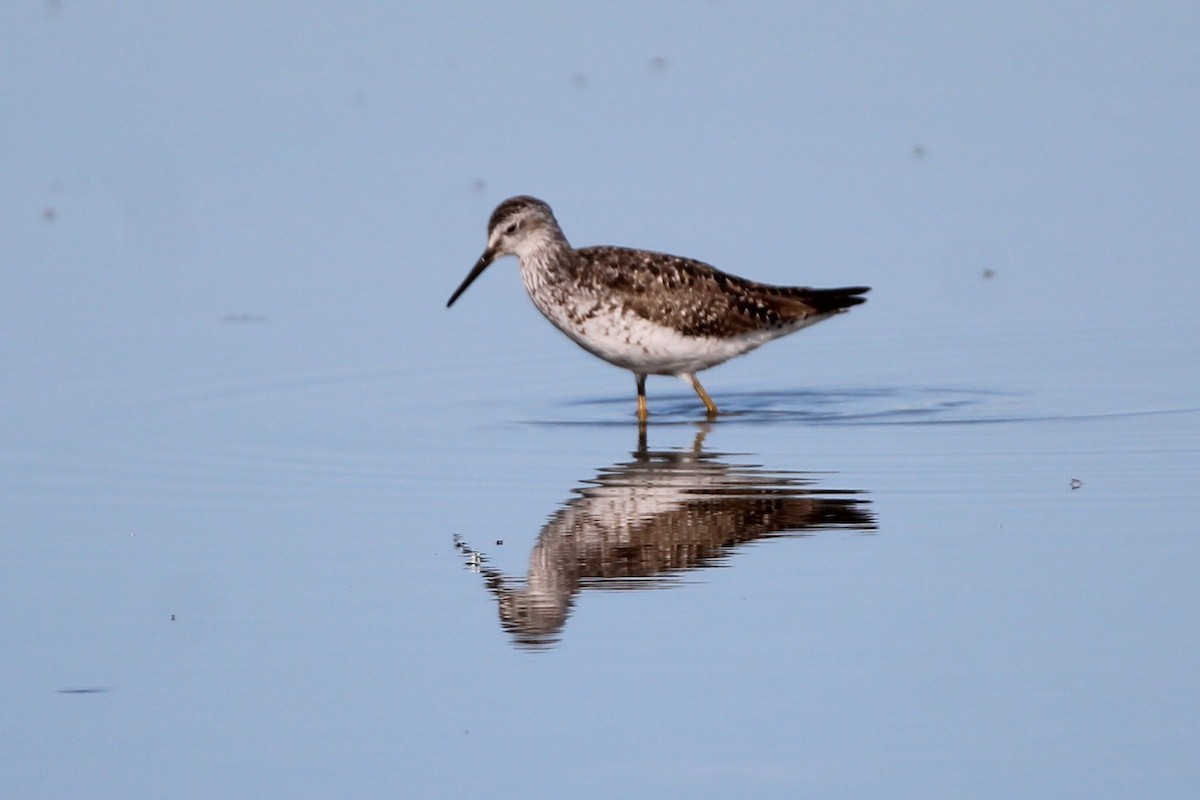 Lesser Yellowlegs - ML638323397