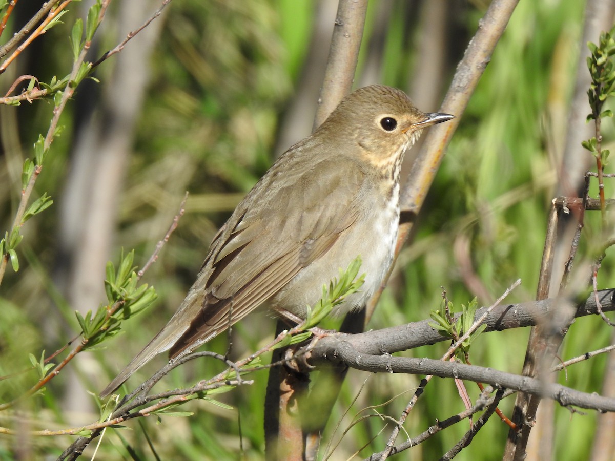 Swainson's Thrush - ML638323412