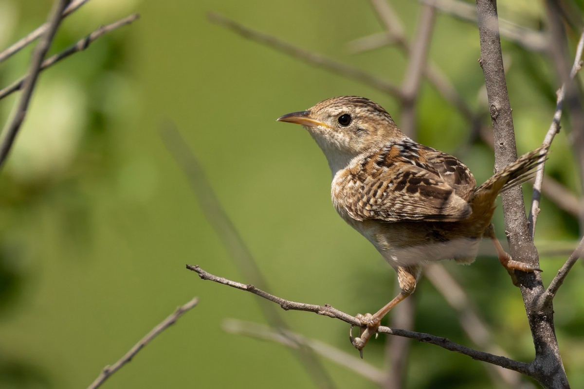 Sedge Wren - ML638323413