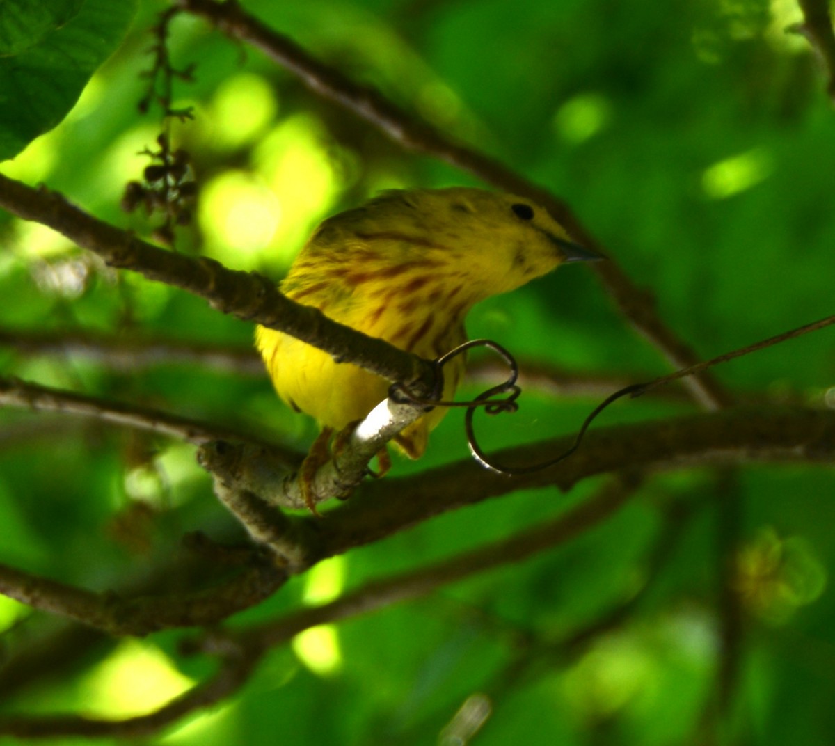 Yellow Warbler - ML638323414