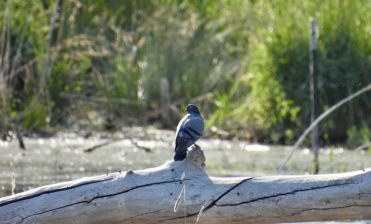 Rock Pigeon (Feral Pigeon) - ML638323415