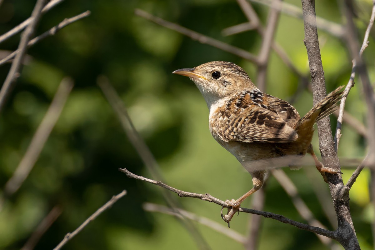 Sedge Wren - ML638323416