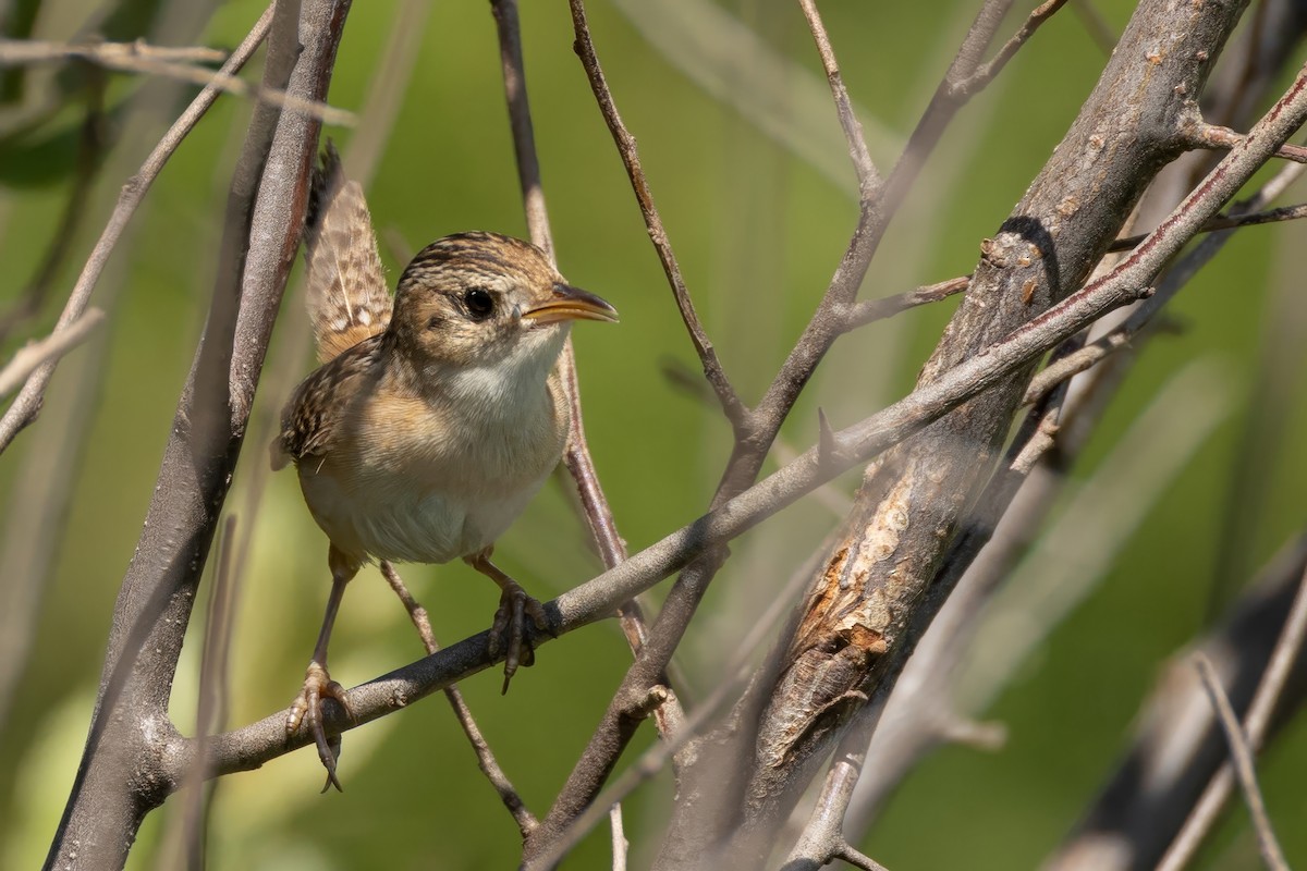 Sedge Wren - ML638323417